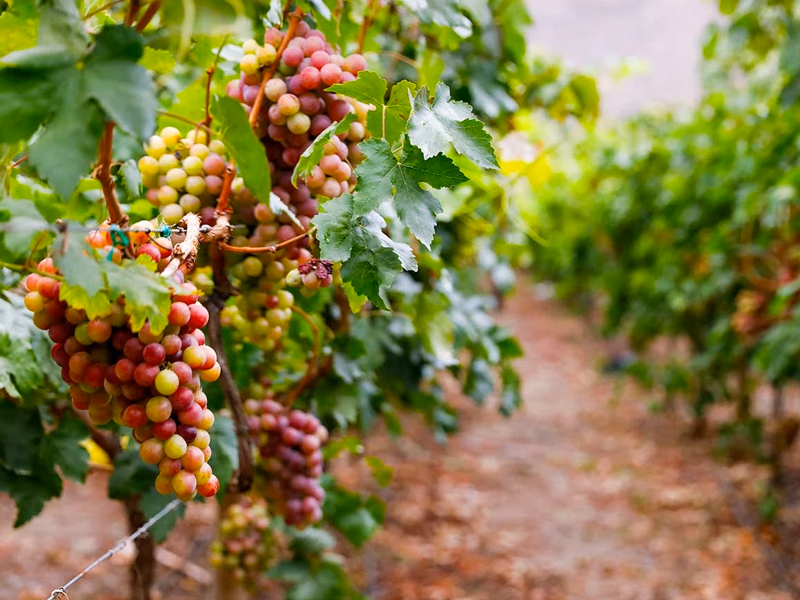 Ruta del Vino